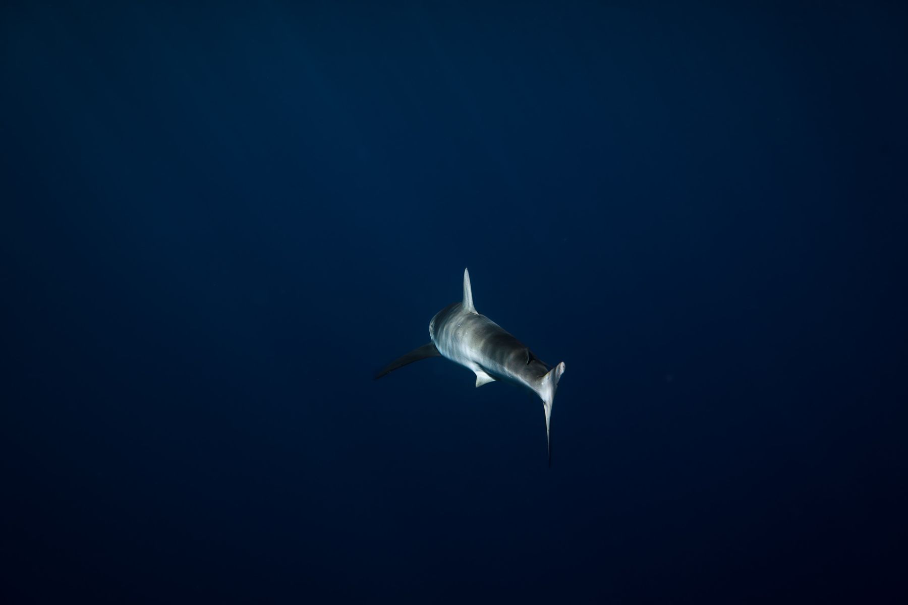 Lone Shark by Christian Lee