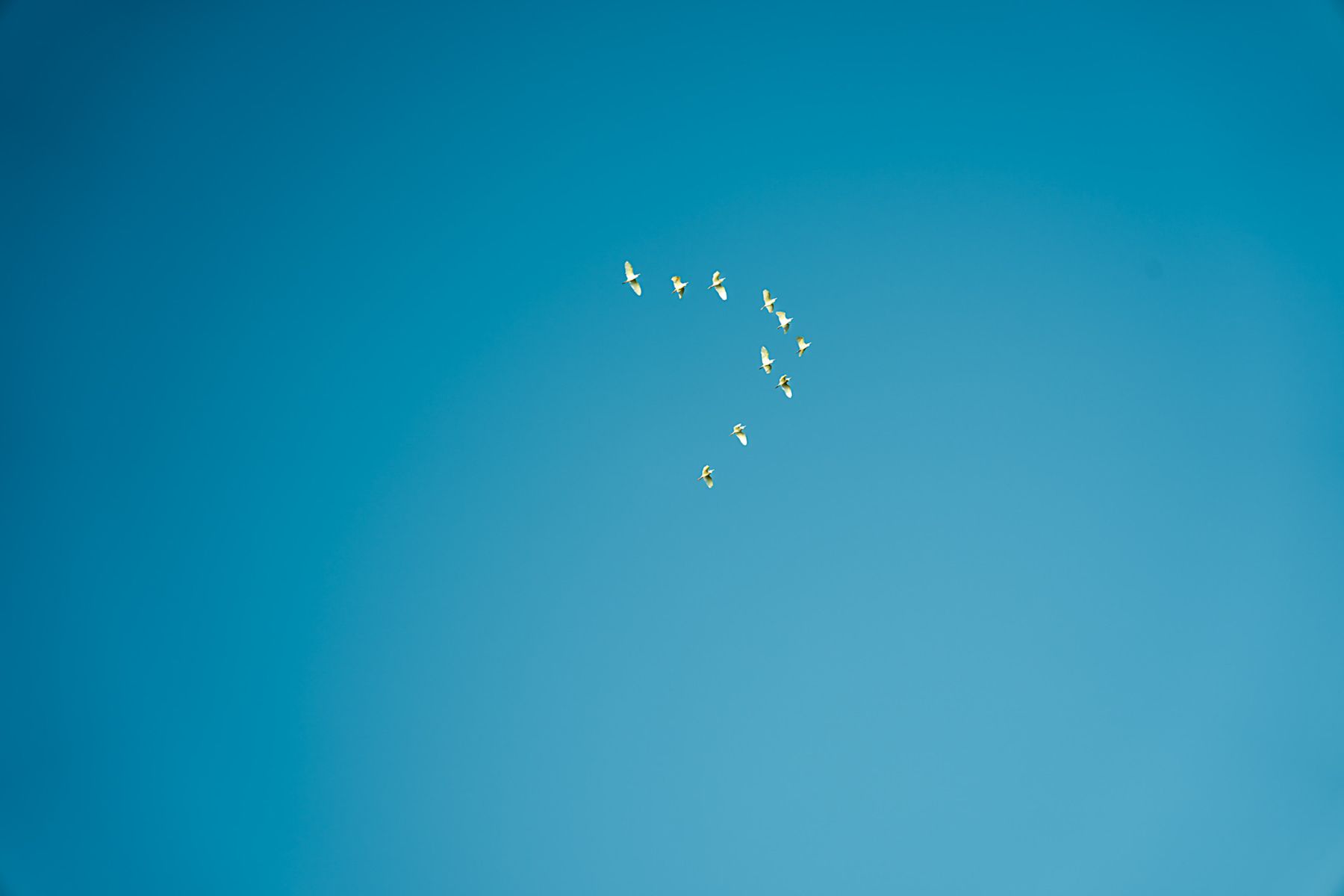 Migration by Christian Lee