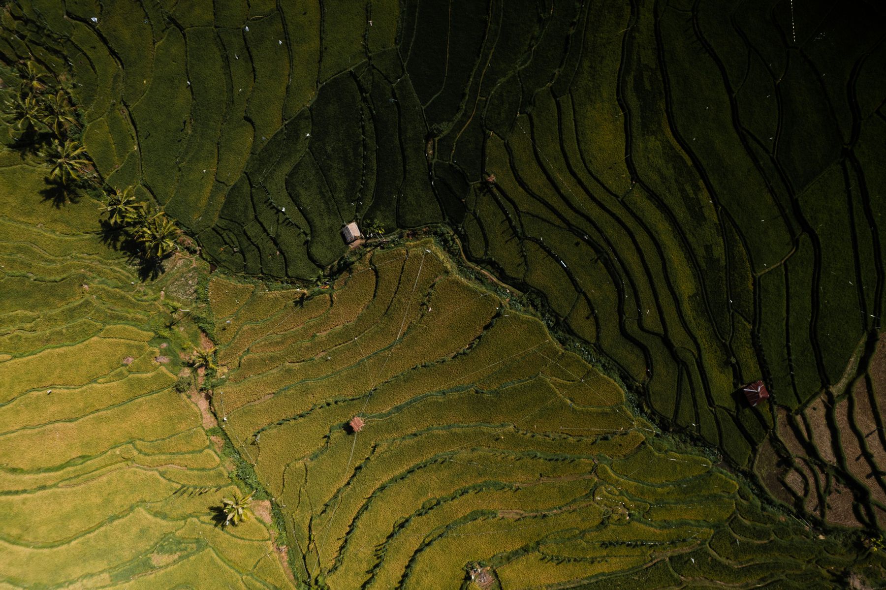 Indo Fields by Christian Lee