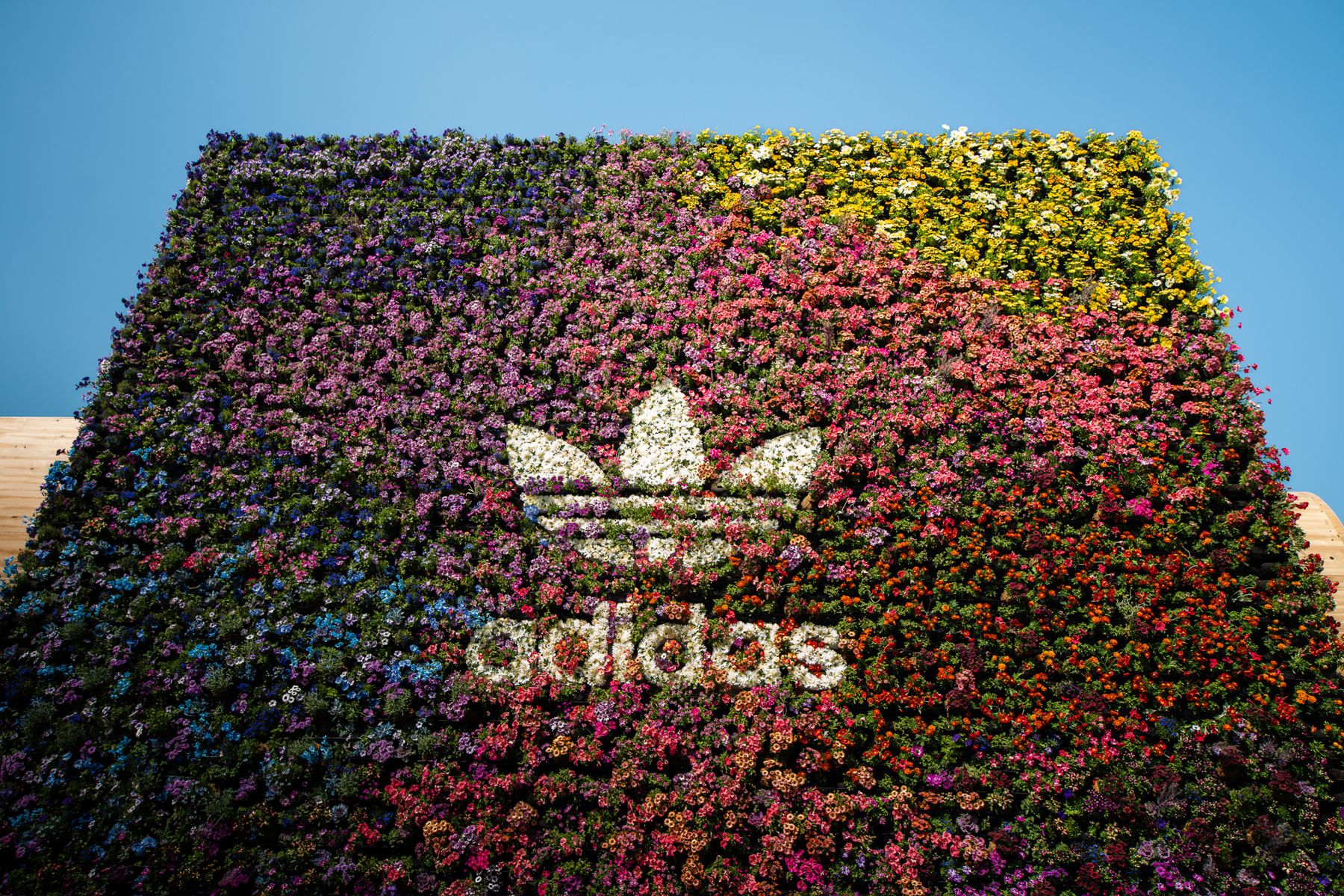 Adidas | Coachella pop-up