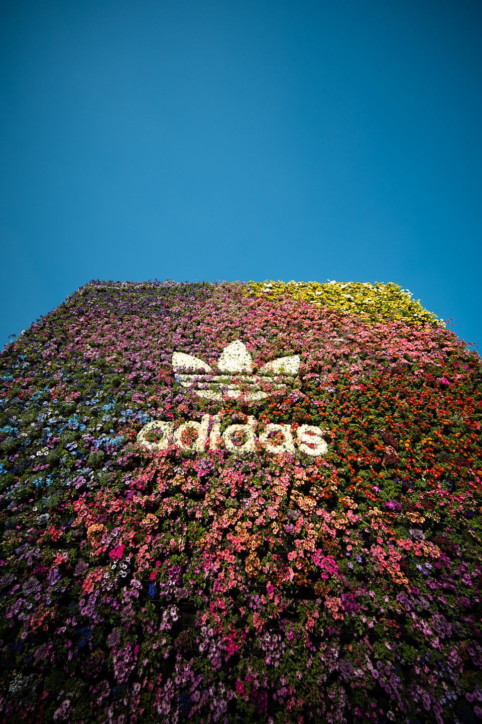 Adidas — photo 6 by Farren Hill
