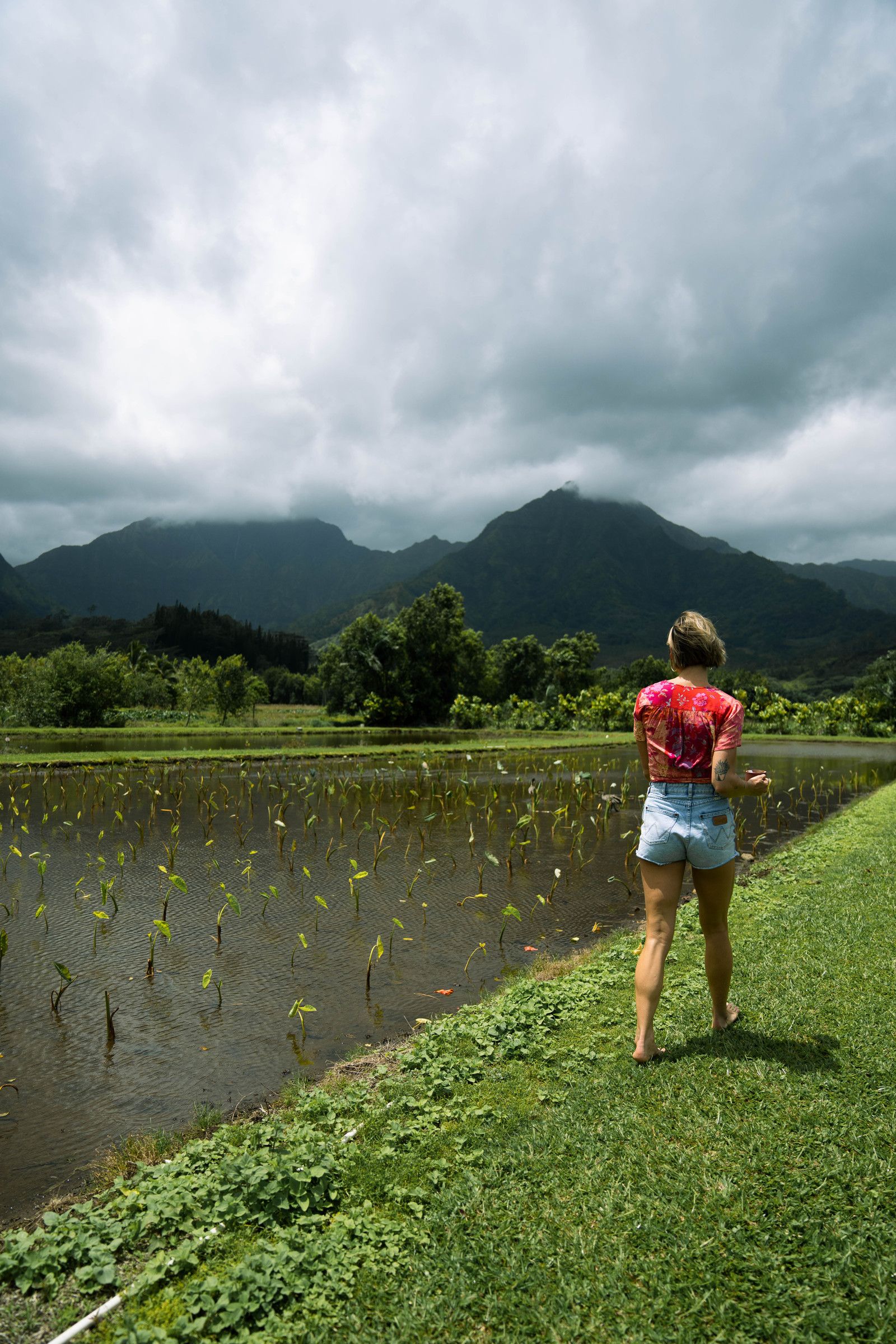 Hanalei Coffee Roasters — photo 4 by Farren Hill