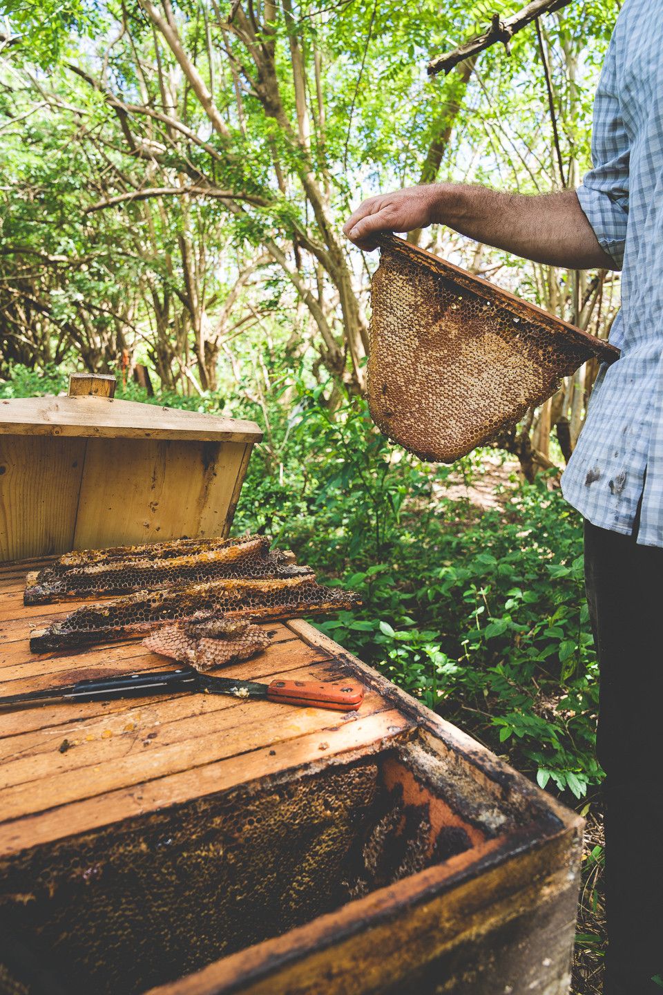 Kauai Bee Team — photo 3 by Farren Hill