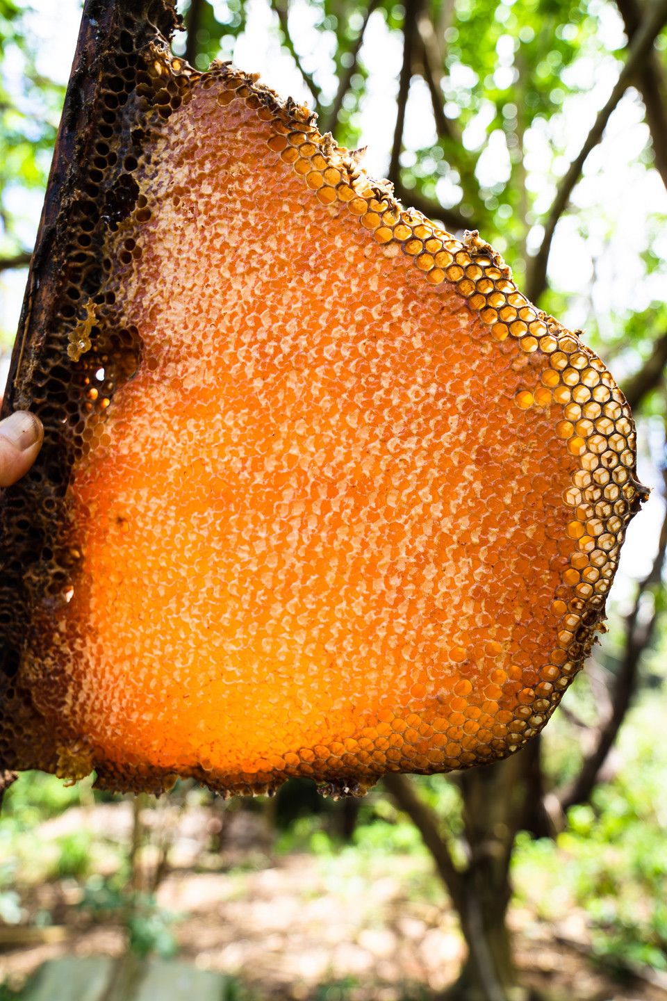 Kauai Bee Team — photo 4 by Farren Hill