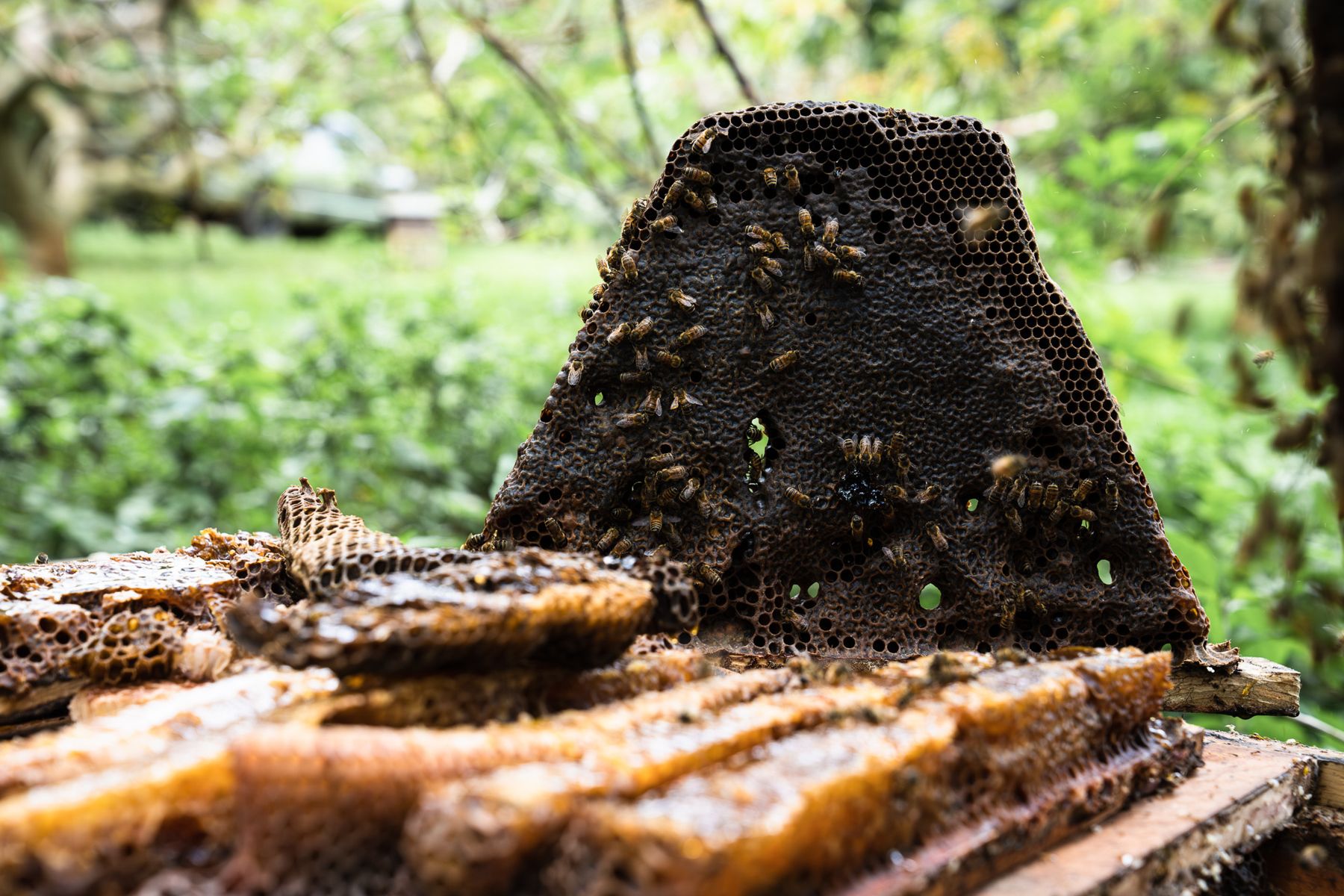 Kauai Bee Team — photo 5 by Farren Hill