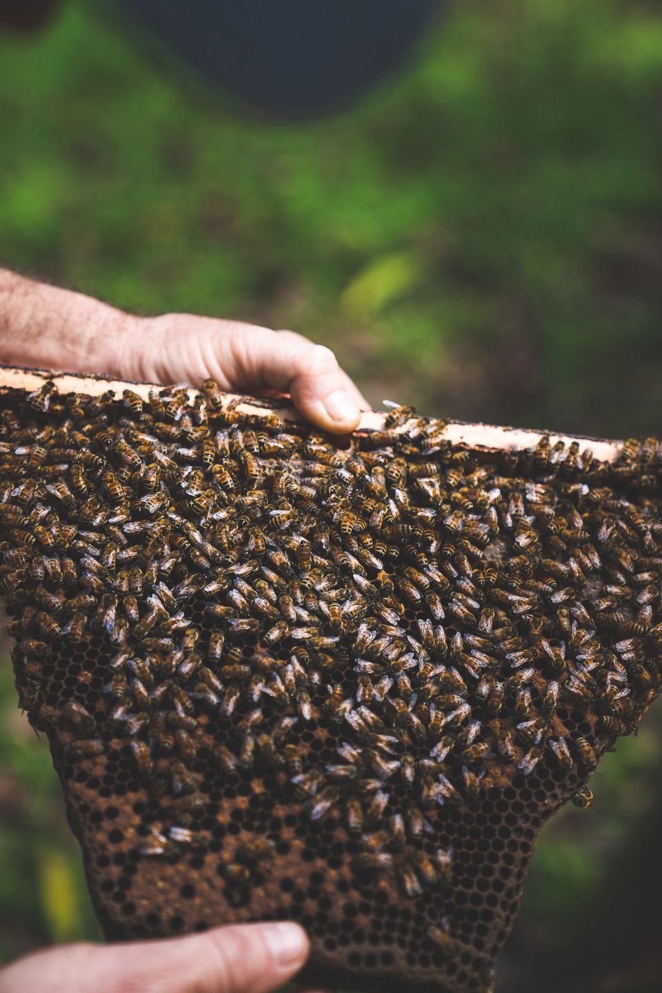 Kauai Bee Team — photo 10 by Farren Hill